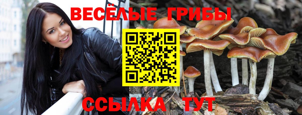 Псилоцибиновые грибы прущие грибы  Псилоцибиновые грибы Cubensis  Иваново  Вход с VPN 